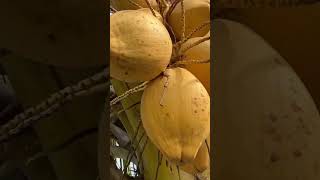 Malaysian Yellow Coconut | 9734748796