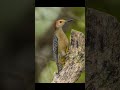 the golden fronted woodpecker