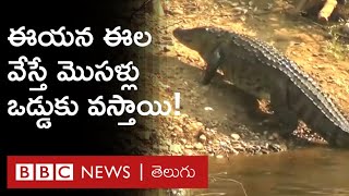 Crocodiles: ఈయన కనిపించకపోతే మొసలి నదిలోంచి నేరుగా ఇంటికి వచ్చేస్తుంది | BBC Telugu