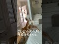 テレビの犬と吠える犬 ドラマunknown【ゴールデンレトリバー】 shorts