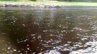 2010 CARLOGIE, RIVER DEE CLIP 4