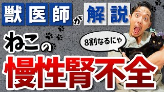 【81%の猫が発症】慢性腎不全を見逃さないために今日からできる3つのこと【保護ねこ】