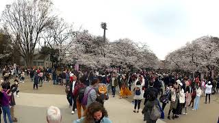 Sakura 上野公園の桜 Cherry Blossoms in Tokyo - Ueno Park (hanami)東京観光 花見 夜桜 桜の名所 日本の桜 日本櫻花［HD］JAPAN樱花 2019