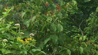 クモマベニヒカゲ / Erebia ligea　長野県上高地岳沢　2016/07/16 butterfly of Japan