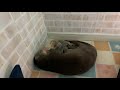 カワウソのゆきが出産しました。【速報】otter yuki gave birth. live