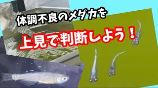 ゾウリムシ培養液。アンモニア濃度より大事なこととは！？【メダカ】