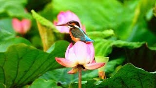 翠鳥與荷花(三)            (台北植物園, 2019年4月22日)