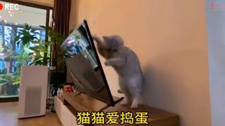 知道为什么会有那么多流浪猫吗？