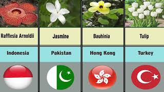 Famous Flowers from Different Countries | National Flowers |Countries Flowers | Flowers | Amo Data |