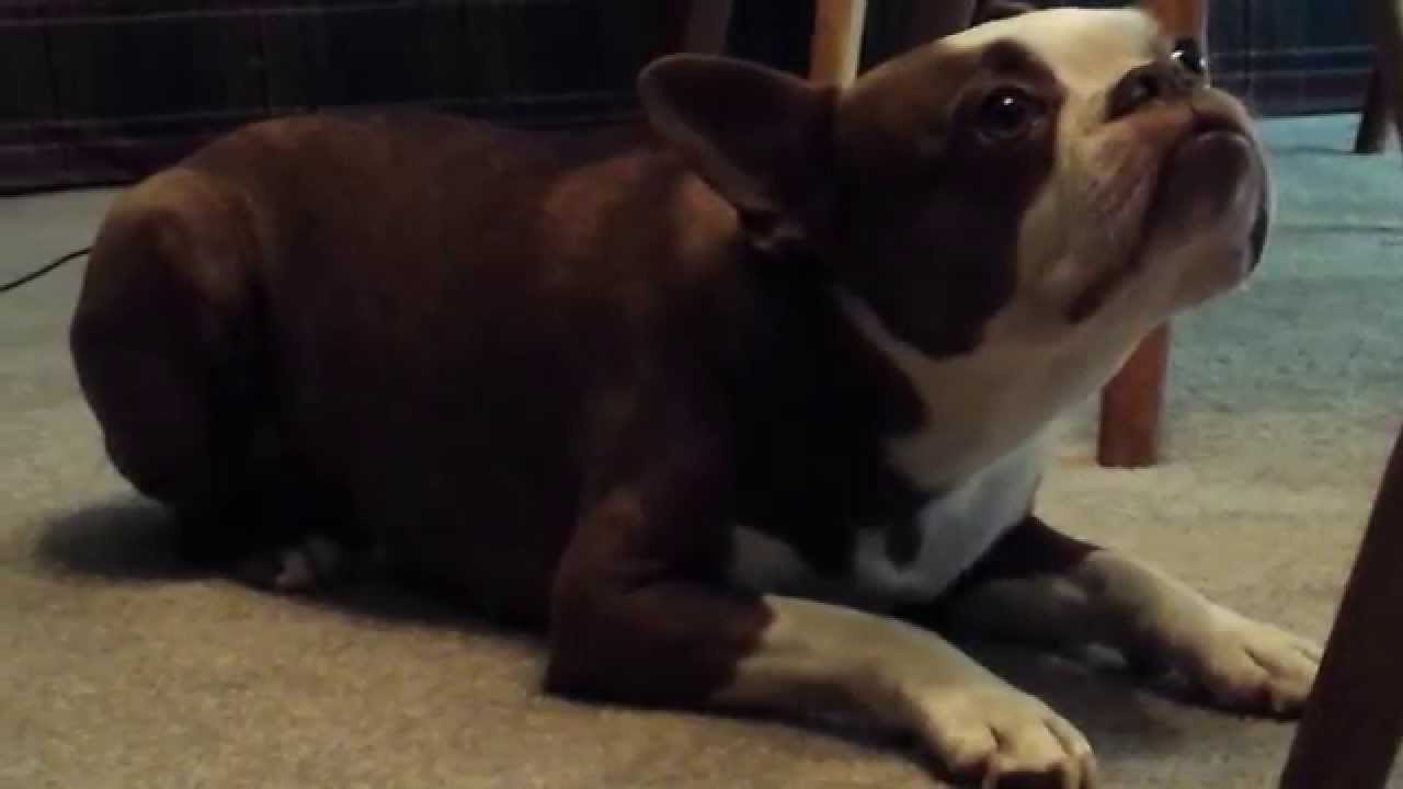 Hypnotized Dog Youtube