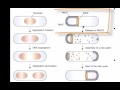 Bacterial cell division and growth