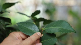 茶花花芽分化，这些小细节，就决定开花有多少