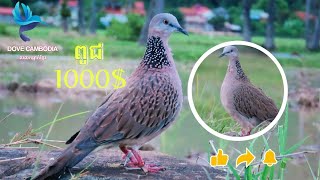 លលកធ្នាក់ម៉ាឡេ សាកពូជថ្មីចាំមើលបែបណា  Terkukur pikat Malaysia  ต่อนกเขาใหญ่