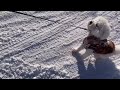 ビション・フリーゼのポポ 雪まみれのワンコ