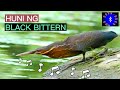 BLACK BITTERN SOUND CALLS | HUNI NG BLACK BITTERN #huntsman_ph