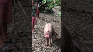 Pigs mating #shorts