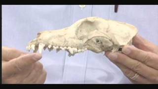 Nature Notes Types of Teeth - Mammal Skull