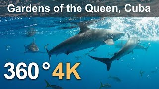 Diving in the Gardens of the Queen, Cuba