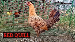 Red quill hen