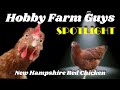 HFG Farm Animal Spotlight: New Hampshire Red Chicken