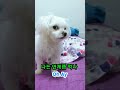 수퍼노바 까까 강아지 버전 supernova dog version supernova aespa 말티즈 shorts cute 강아지