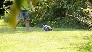 Holland Lop bunny going for a walk