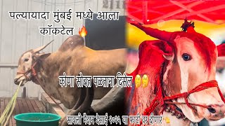 पल्यायादा मुंबई मध्ये आला कॉकटेल 🔥|| कोणा सोबत पळताना दिसेल 🤔🤔|| सावली मैदान देसाई २०२५ या फाटी