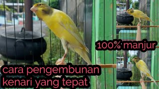 cara pengembunan kenari |Rico Story tv|