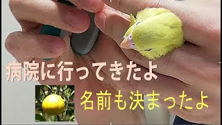 お迎え初日はバッタバタでした～病気？名前も決まったよ