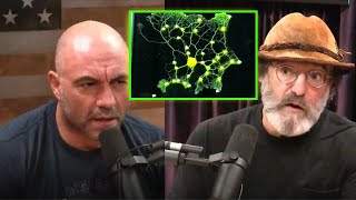 Did Slime Mold, An Amoeba Designed the Japanese Subway System???