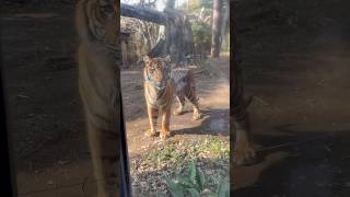 スマトラトラのアバディくん 2025.1.24 上野動物園 #上野動物園 #スマトラトラ