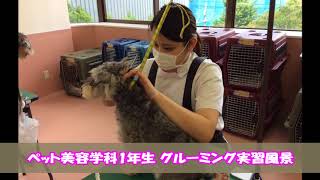 ペット美容学科1年生 グルーミング実習｜動物専門学校 トリマー 動物看護師 アクアリウム 動物のお仕事