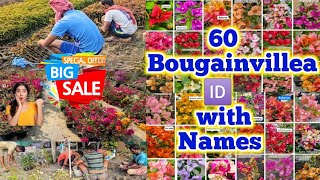 Wholesale \u0026 Retail Bougainvillea plant nursery Muchisha | 60 Beautiful Paper Flower Names or 🆔 s