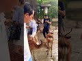 鹿と人間🦌雨宿り☔鹿と人間の共存、世界も大注目nara park▶️クリックするとロングバージョンに移行します