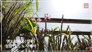 봄부터 가을까지 덴드로비움(석곡) 건강히 키우는법,  노지 재배  | 화이 Orchid Story