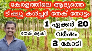 തേക്ക്‌ കൃഷി #Teak wood Farming #Teak Tree Cultivation #Teak plantation,TEAK WOOD#wood farming #kl06