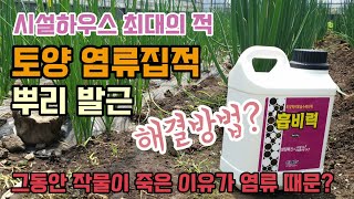 시설하우스 최대의적 토양염류장애 염류집적 뿌리발근 흡비력이란 비료흡수촉진제로 해결해보려합니다.