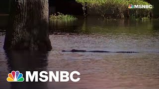 Reporter Points Out Alligator In Orlando Floodwaters Following Hurricane Ian