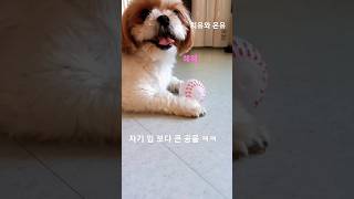 자기 입 보다 큰 공을 문 1살 말티츄 강아지 온유