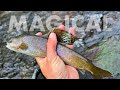 Catching Golden Trout, Grayling & More in the Same Creek!! (Tenkara Fly Fishing)