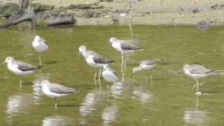 Greenshank VS Marsh Sandpiper 1