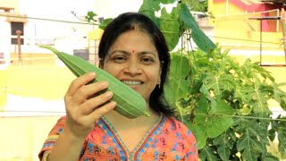 টবের পুরনো মাটি দিয়ে আজ কি কি গাছ বসালাম।।Summer vegetable।।