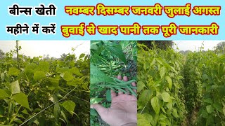 Beans Farming|बीन्स की खेती बुवाई से तुड़ायी|फल्ली विन्स|vins bins ki kheti|सिंचाई कब करें खाद पानी.