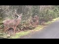 Raccoon and Deer Buddies