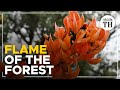 ‘Flame of the forest’ now in bloom across Nilgiris