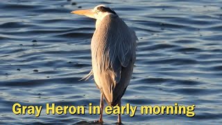 Gray Heron at the weir in early morning