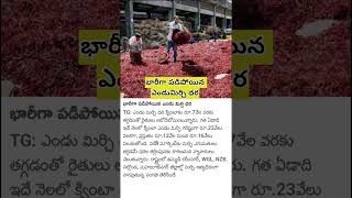 భారీగా పడిపోయిన ఎండుమిర్చి ధర || News || Viral news || Trending News