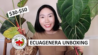 Ecuagenera Import Unboxing (HUGE Aroid Haul) & 1-Month Update