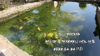 058 오늘의 메다카 | Medaka | 송사리 | 번외편:문경새재의 어느 연못 | 20220424 |