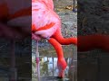 The Most Beautyful American flamingo Bird #4k #shorts #viral